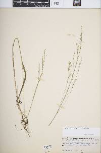 Festuca subverticillata image