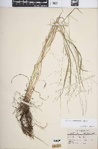 Festuca subverticillata image