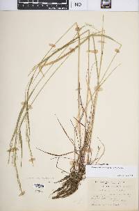 Festuca subverticillata image