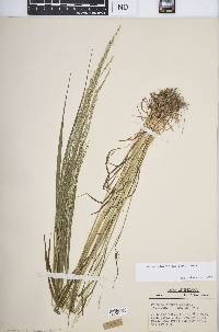 Festuca subverticillata image