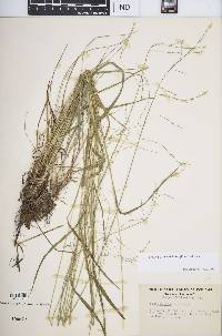 Festuca subverticillata image