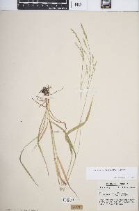 Festuca subverticillata image