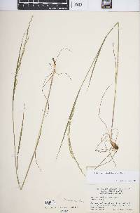 Festuca subverticillata image