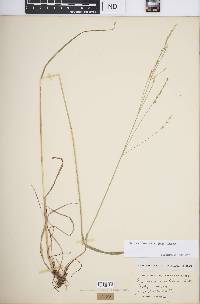 Festuca subverticillata image