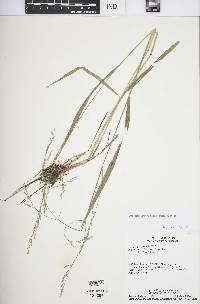 Festuca subverticillata image