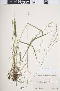 Festuca subverticillata image