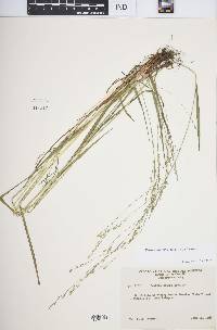 Festuca subverticillata image