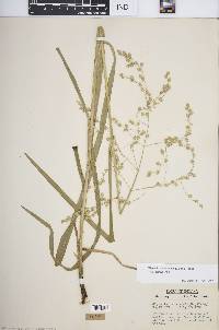 Glyceria canadensis image