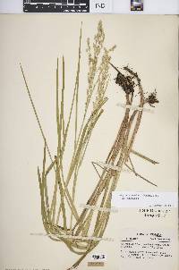 Glyceria canadensis image