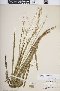 Glyceria canadensis image