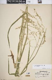 Glyceria canadensis image