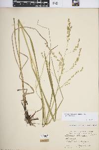 Glyceria canadensis image