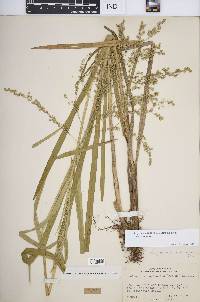 Glyceria canadensis image