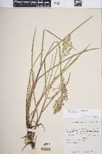 Glyceria canadensis image