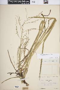 Glyceria canadensis image