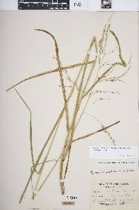 Glyceria canadensis var. laxa image