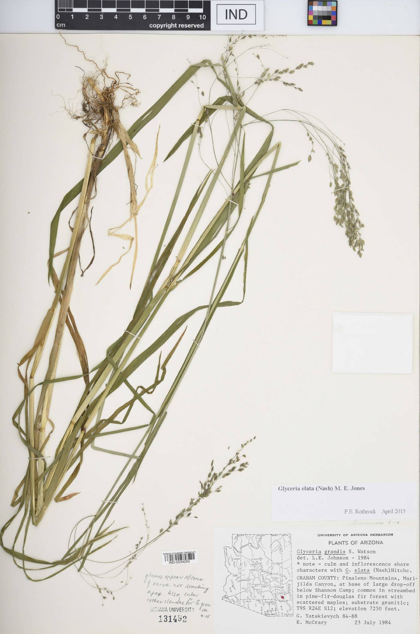 Glyceria elata image