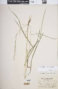 Glyceria melicaria image