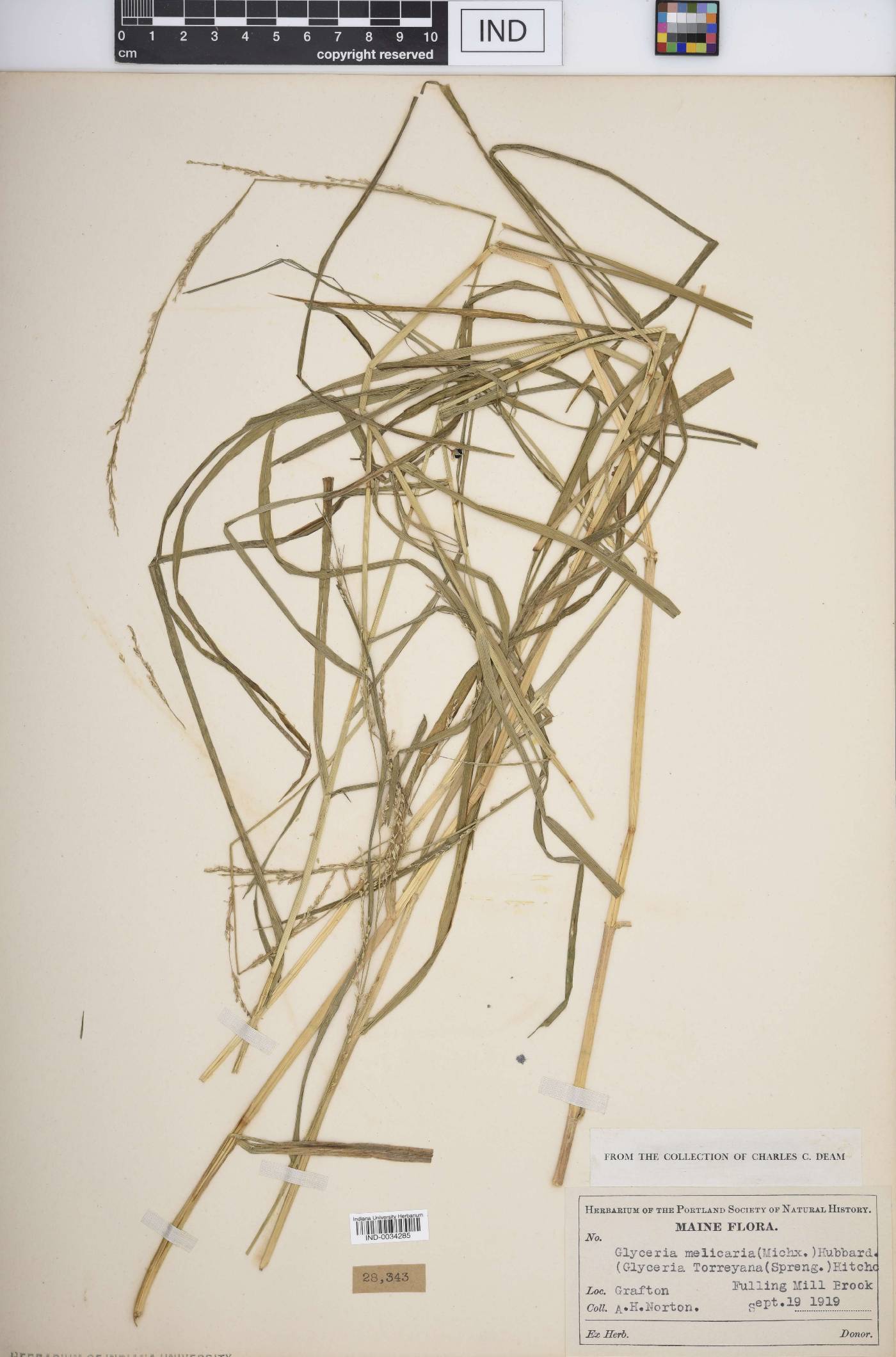 Glyceria melicaria image