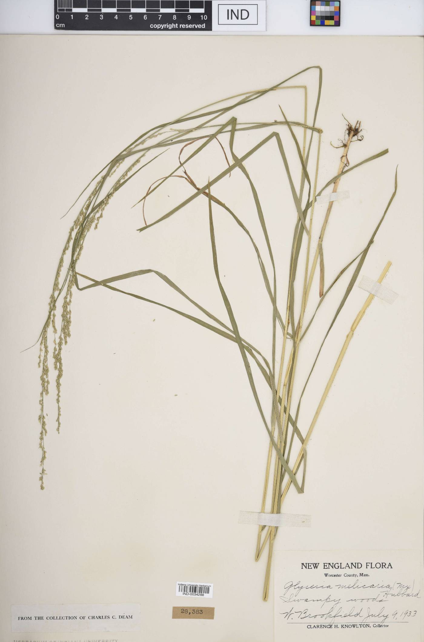 Glyceria melicaria image