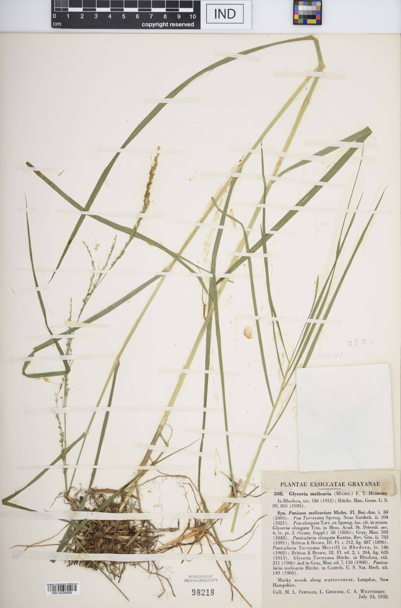 Glyceria melicaria image