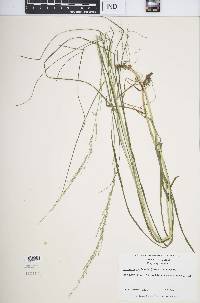 Glyceria melicaria image