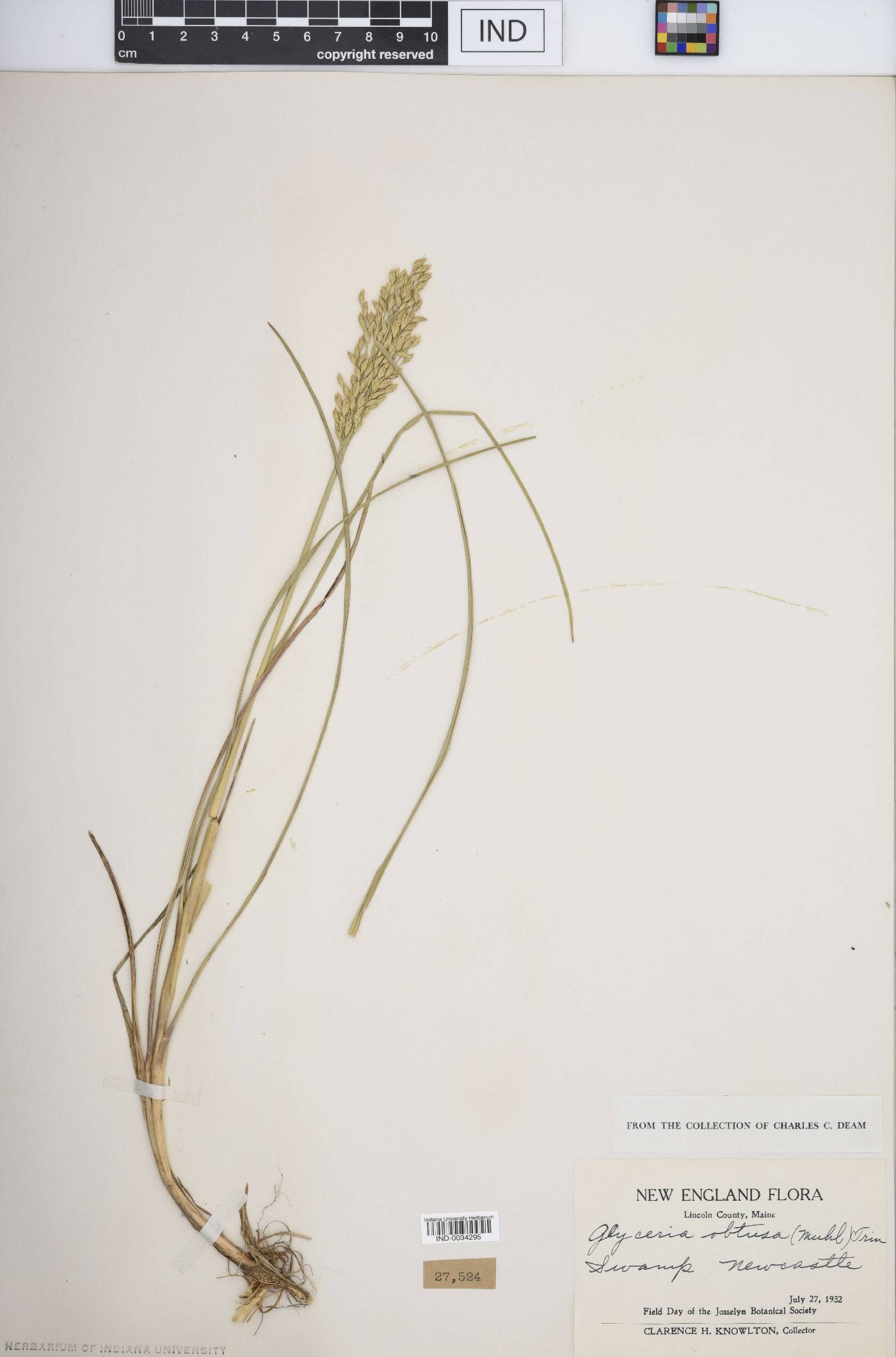 Glyceria obtusa image