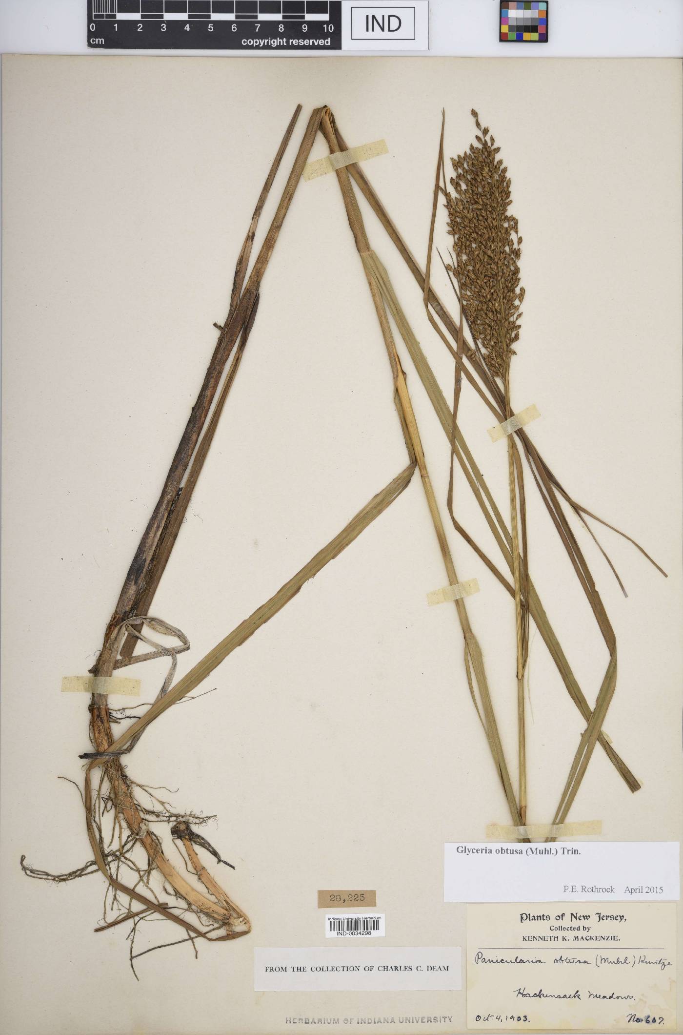 Glyceria obtusa image