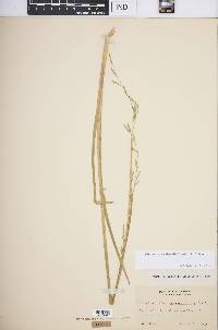 Image of Glyceria × occidentalis