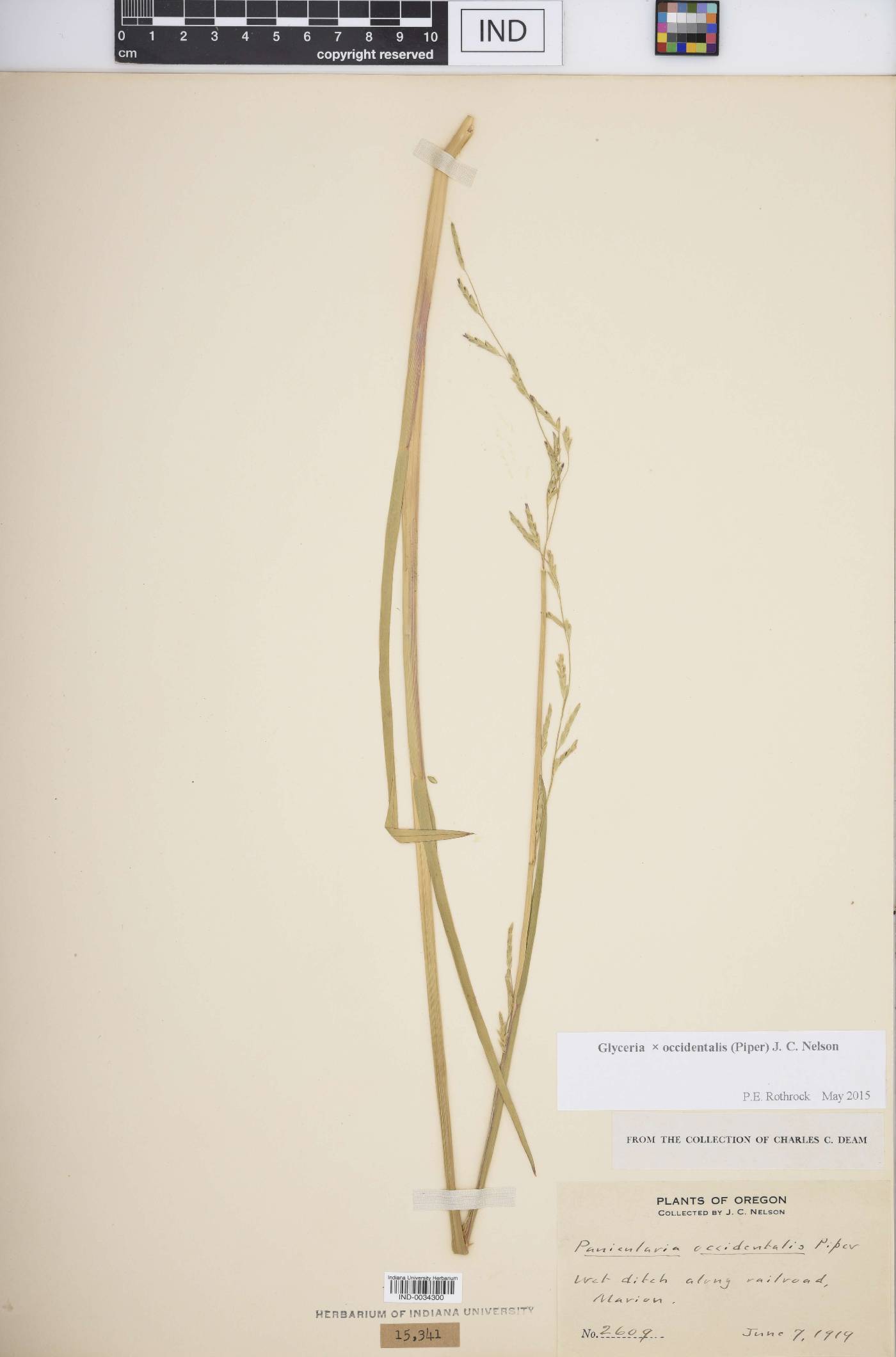 Glyceria × occidentalis image