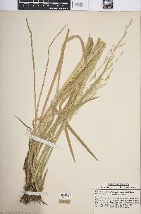 Glyceria septentrionalis image