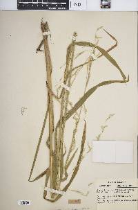 Glyceria septentrionalis image