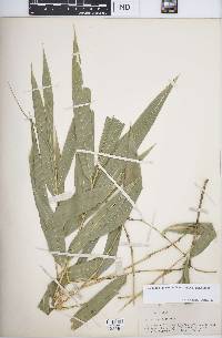 Guadua angustifolia var. angustifolia image