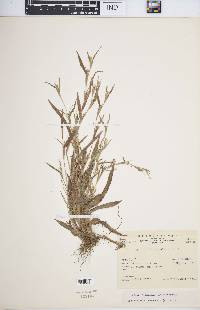 Hackelochloa granularis image