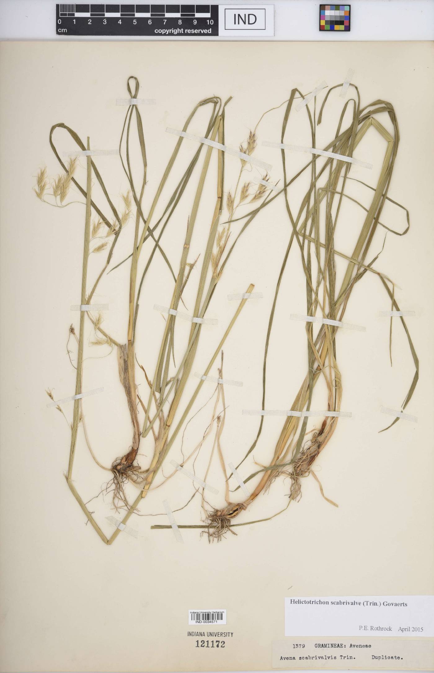 Helictotrichon scabrivalve image