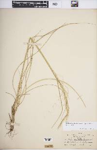 Hesperostipa comata image