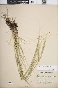 Hesperostipa spartea image