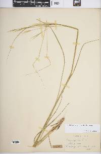 Hesperostipa spartea image