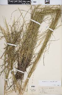 Hesperostipa spartea image