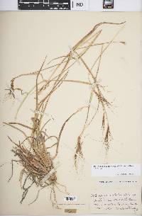 Heteropogon contortus image