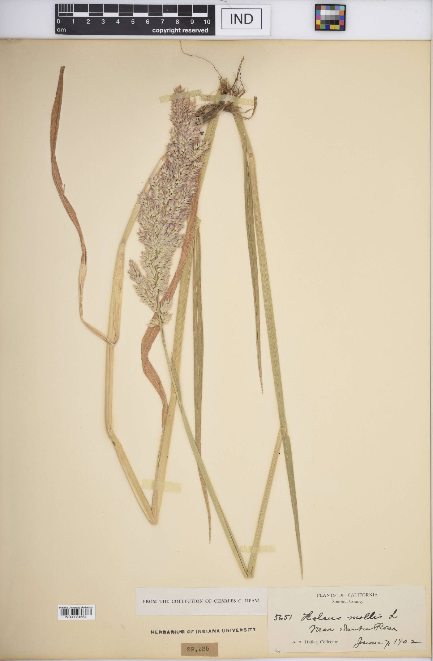 Holcus mollis image