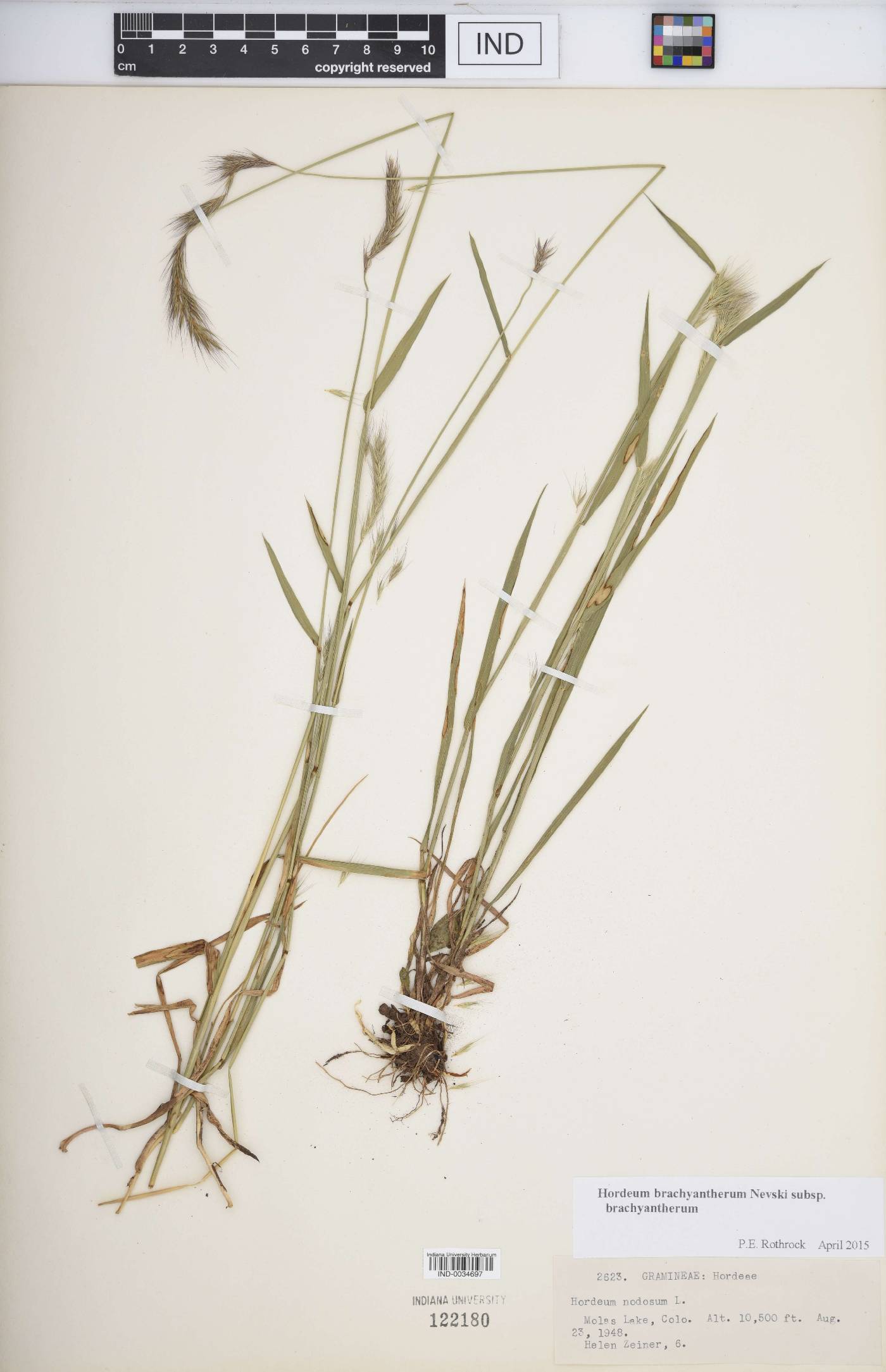 Hordeum brachyantherum subsp. brachyantherum image