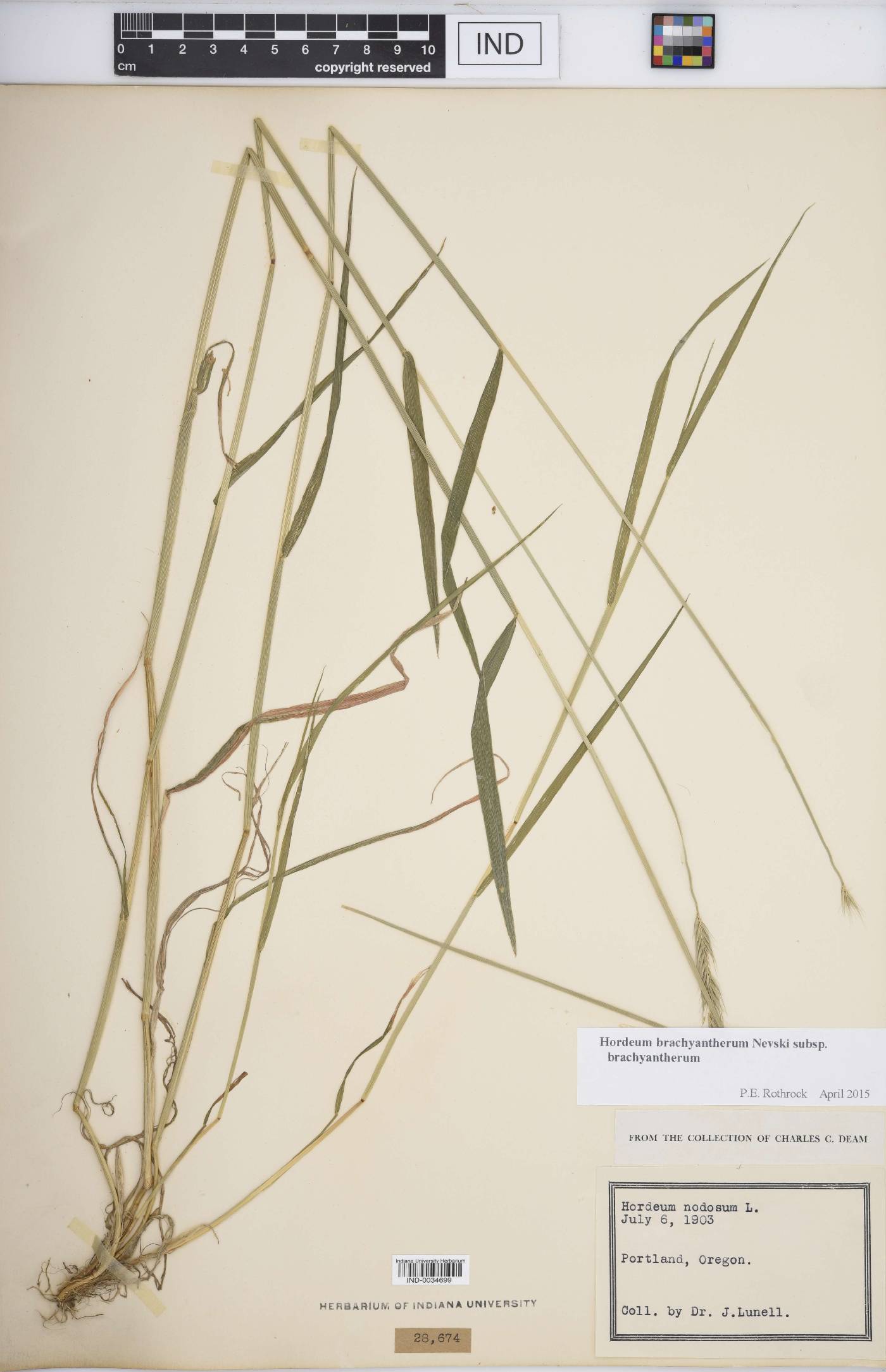 Hordeum brachyantherum subsp. brachyantherum image