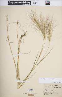 Hordeum jubatum subsp. jubatum image