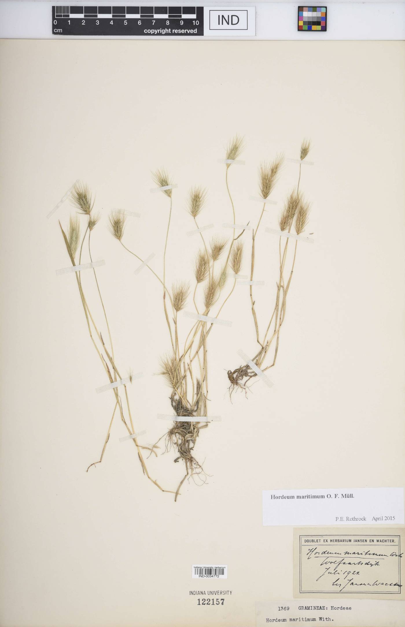 Hordeum marinum image