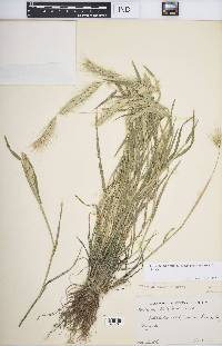 Hordeum murinum image