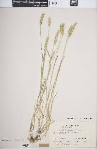 Hordeum pusillum image