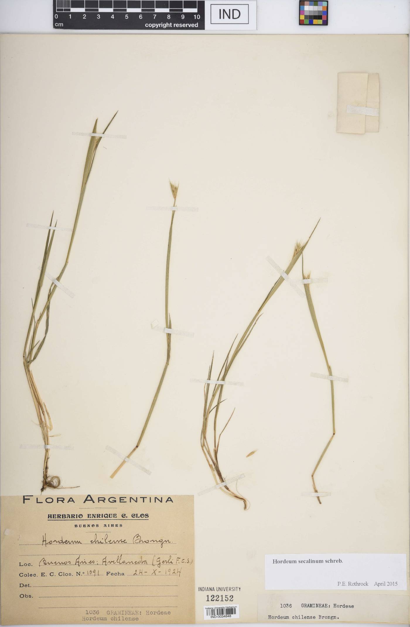 Hordeum secalinum image