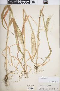 Hordeum vulgare image