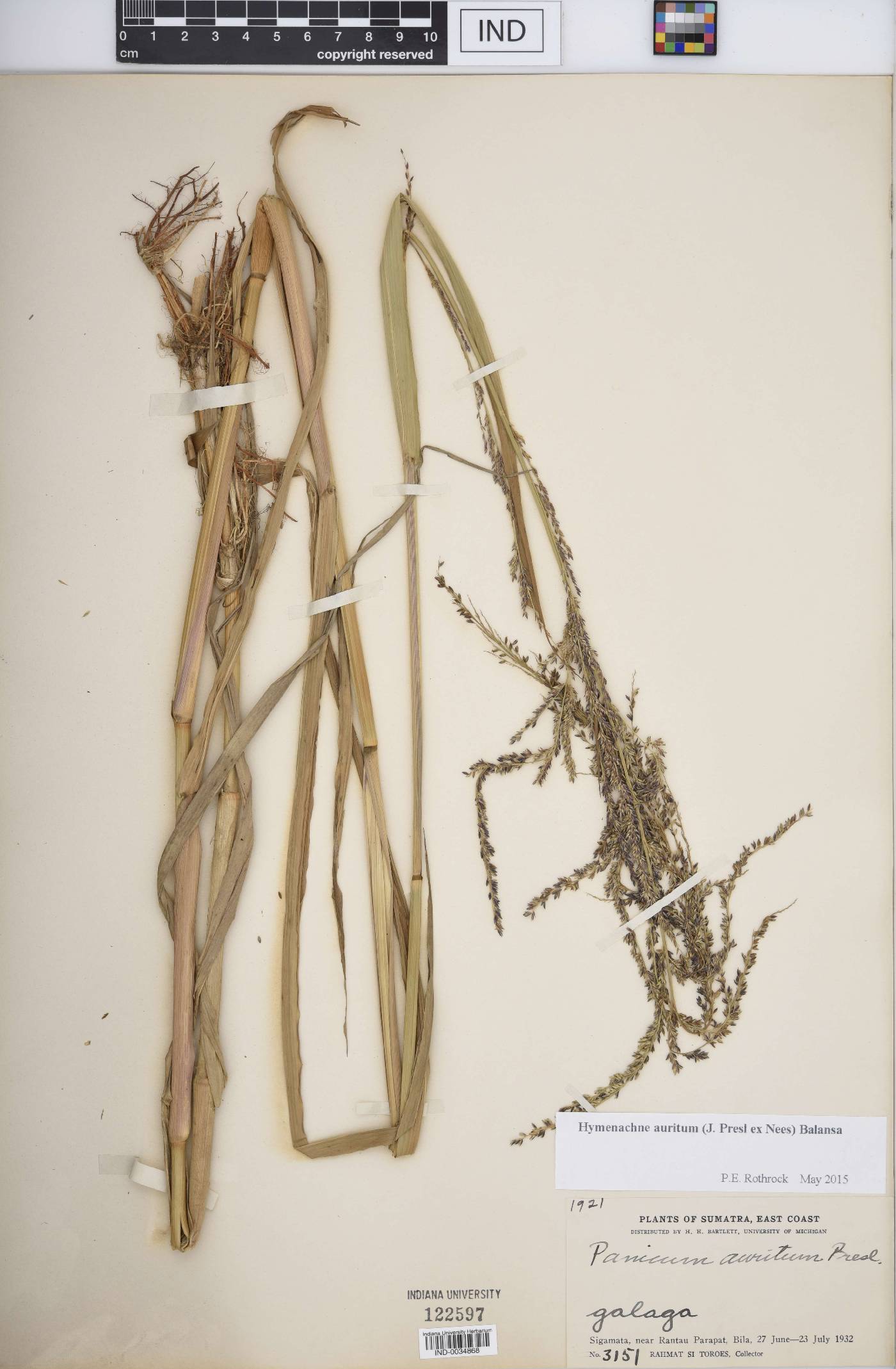 Hymenachne auritum image